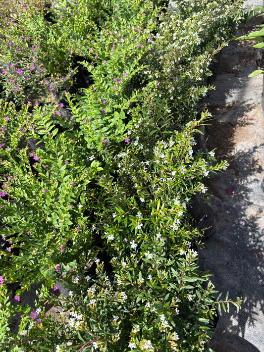 Cuphea – Planta de Exterior con Flor