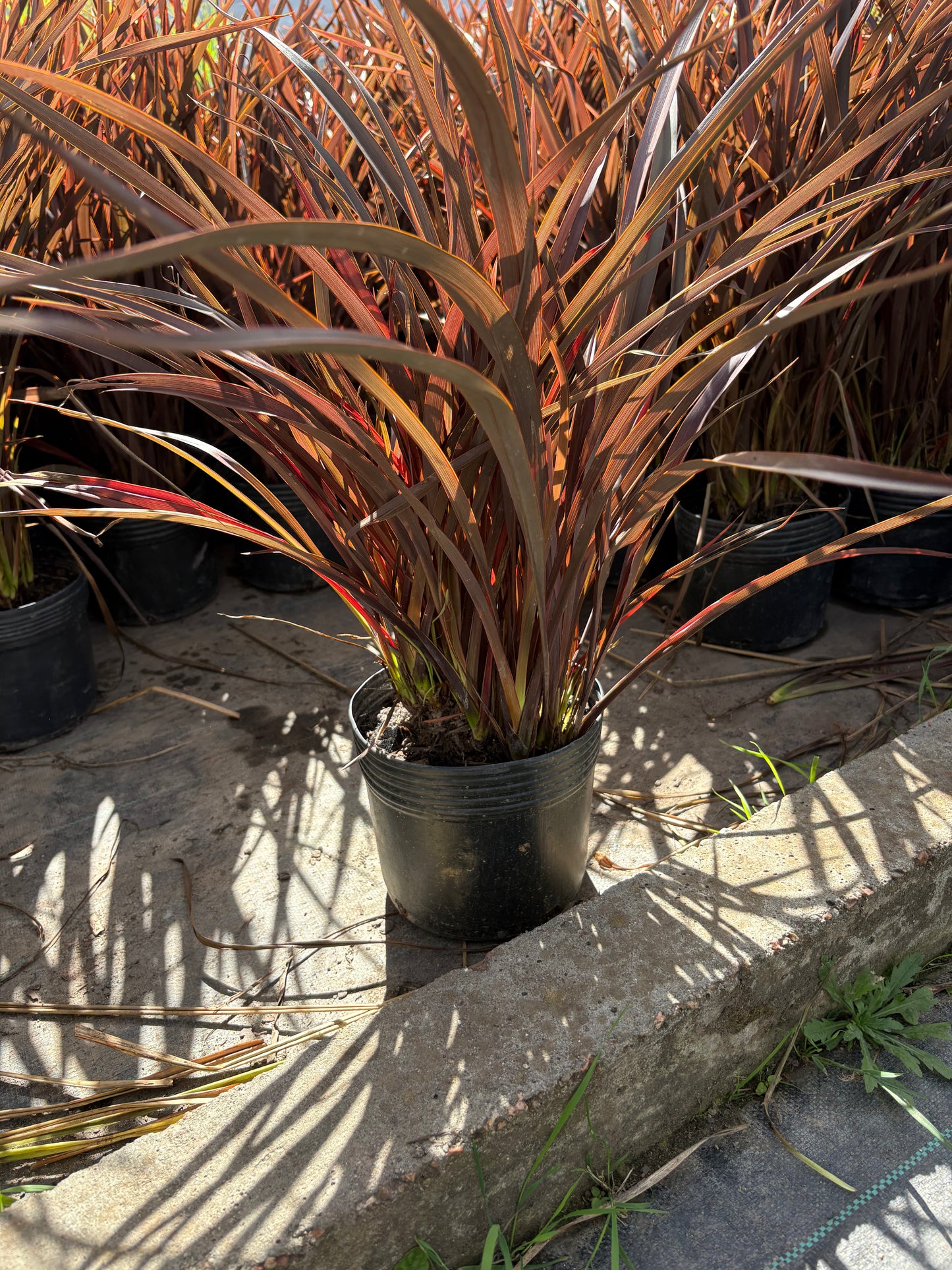 Formio Morado Enano – Planta Ornamental de Exterior