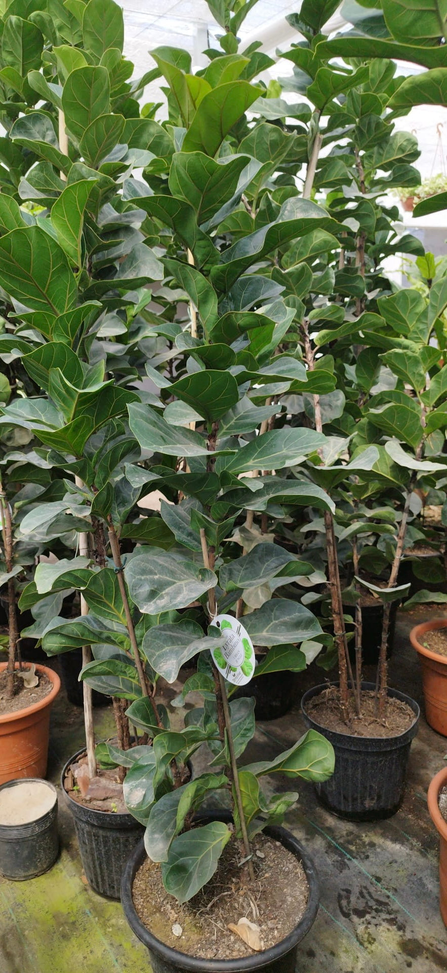 Ficus Lirata – La planta estrella del diseño interior