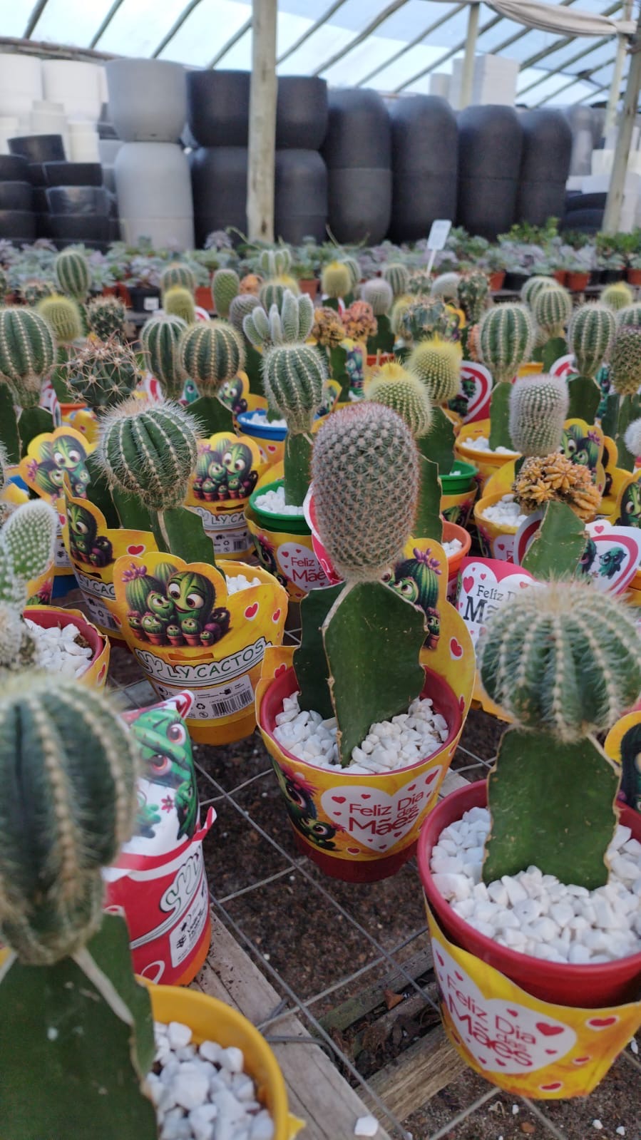 Cactus Injertado Chico – Cactus de Interior Decorativo