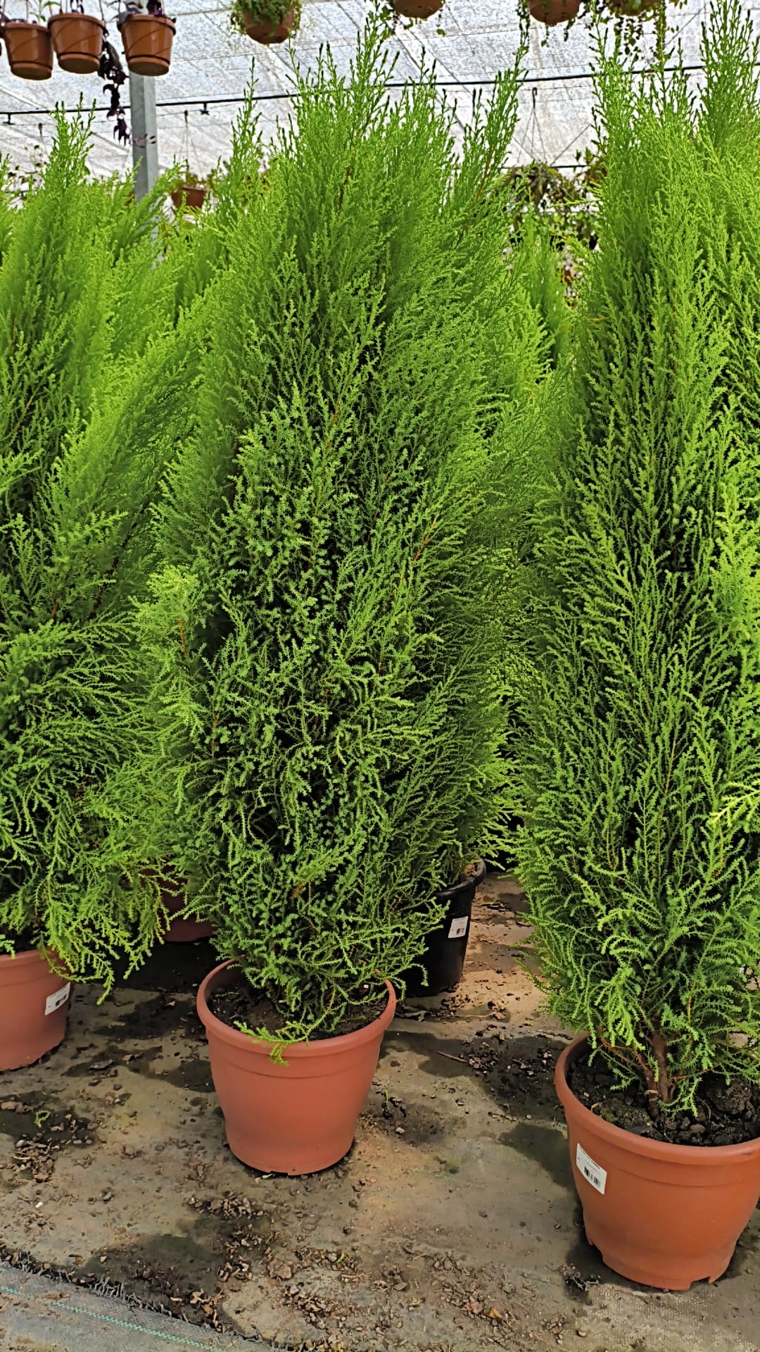 Pino Limón – Verde brillante y aroma cítrico todo el año