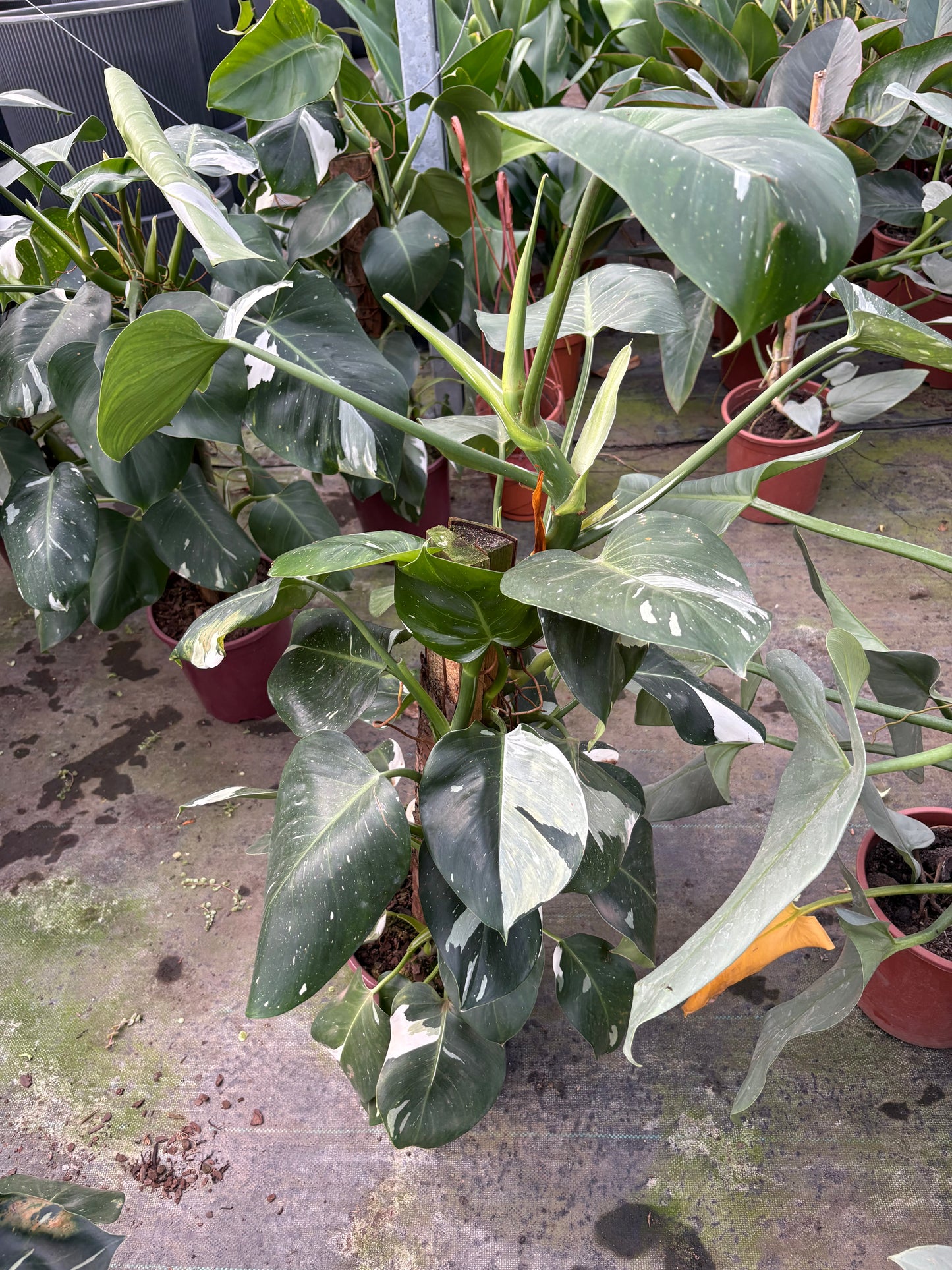 Philodendro White – Planta de Interior Variegada