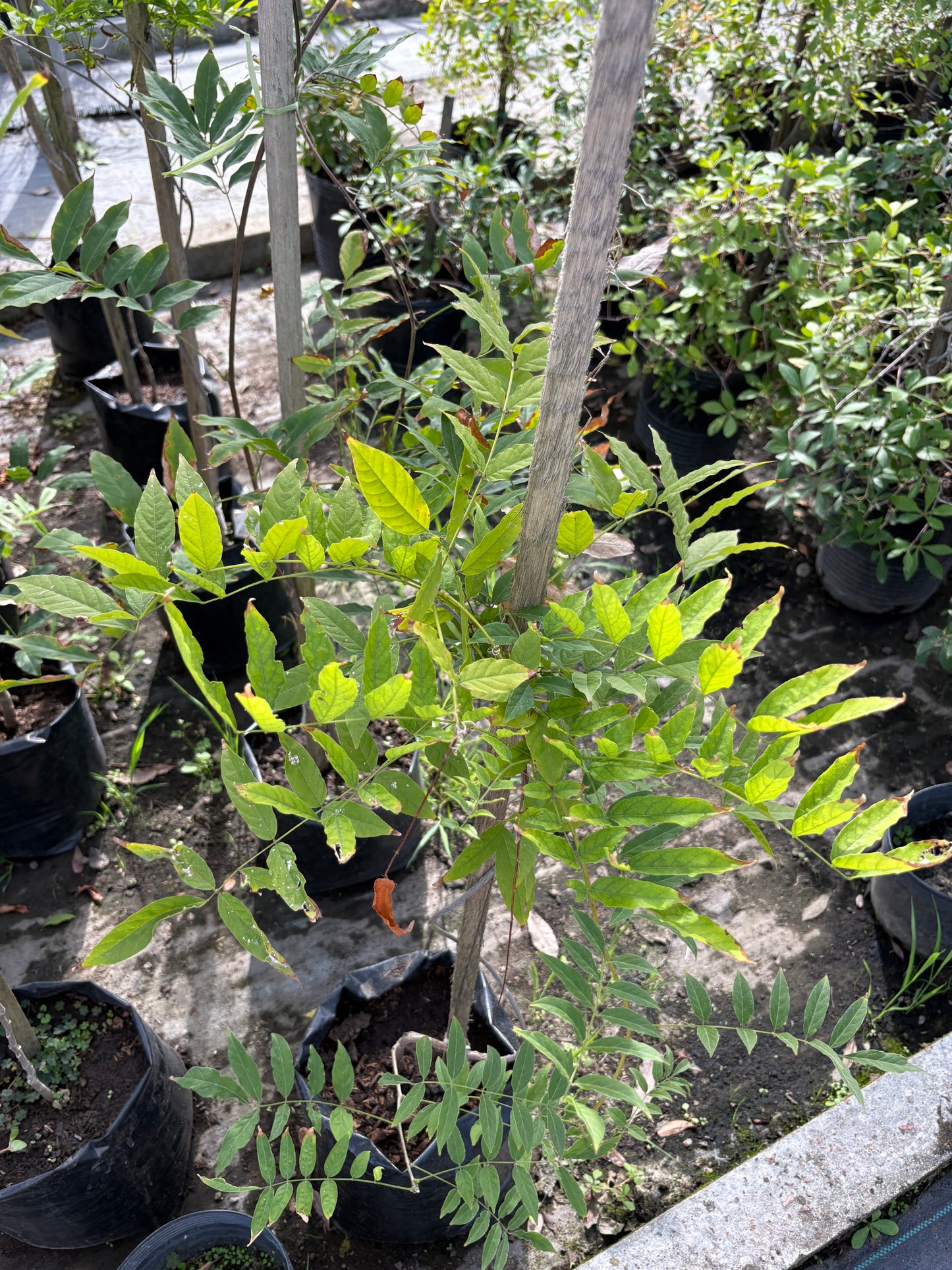 Glicina – Planta Trepadora de Exterior con Flor