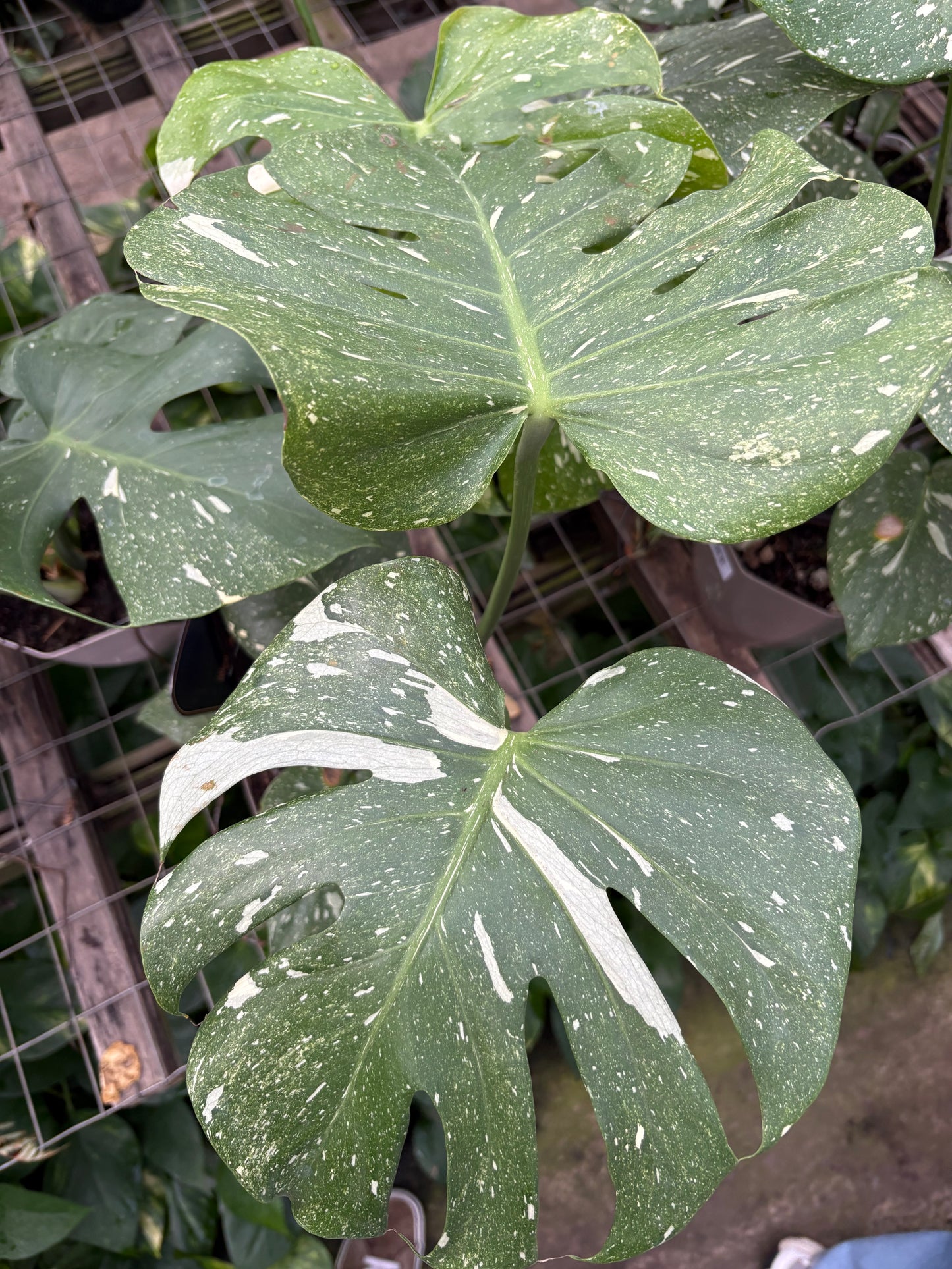 Monstera Variegada – Planta de Interior Premium de Colección
