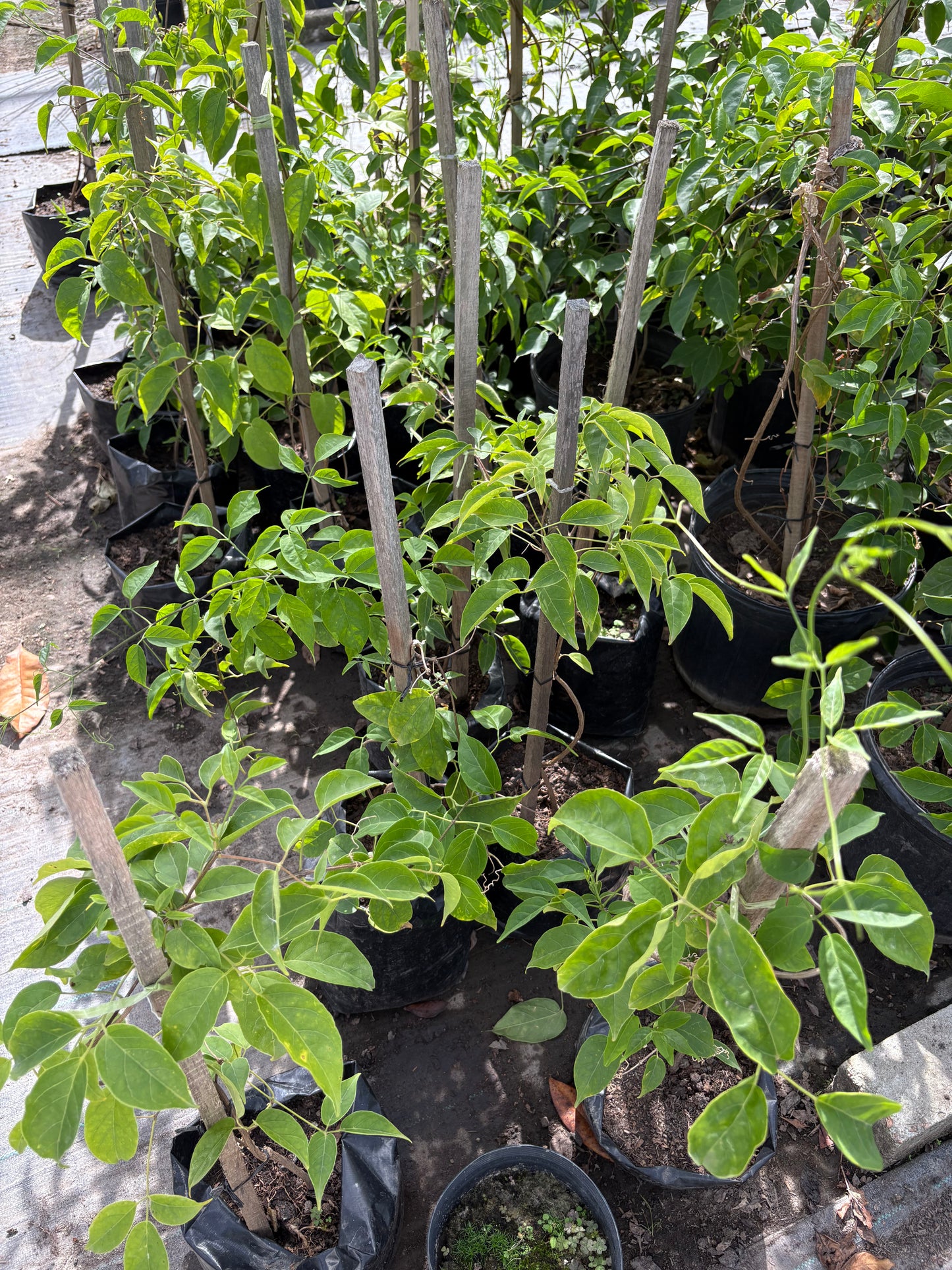 Duquesa de Orleans – Planta de Exterior con Flor