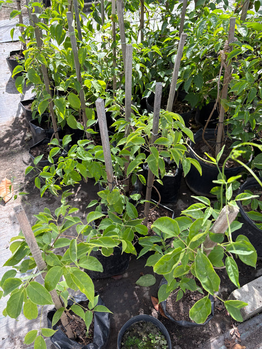 Duquesa de Orleans – Planta de Exterior con Flor