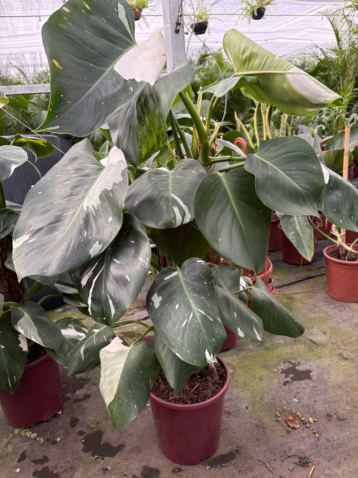 Philodendro White – Planta de Interior Variegada