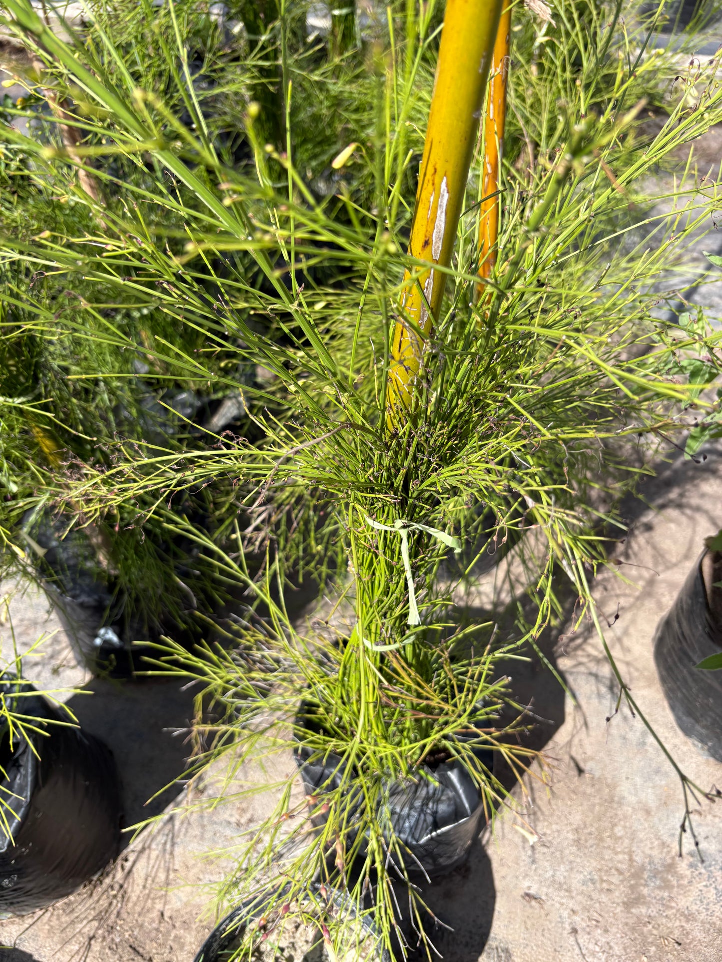 Russelia – Planta de Exterior con Flor (Lluvia de Coral)
