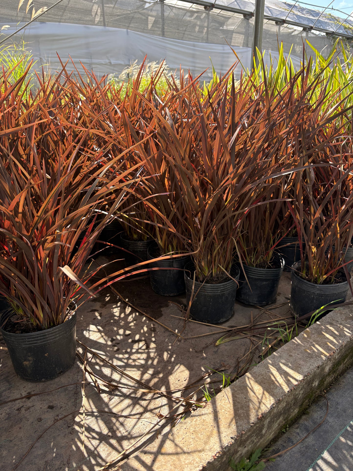 Formio Morado Enano – Planta Ornamental de Exterior