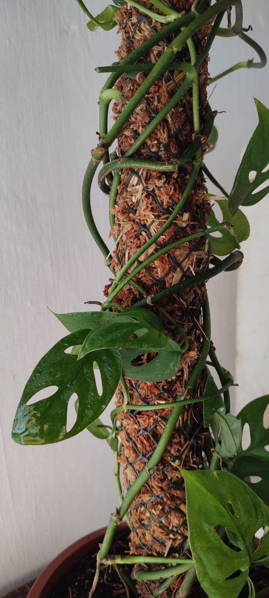 Tutor Para Plantas De Fibra De Coco, Da El Mejor Agarre