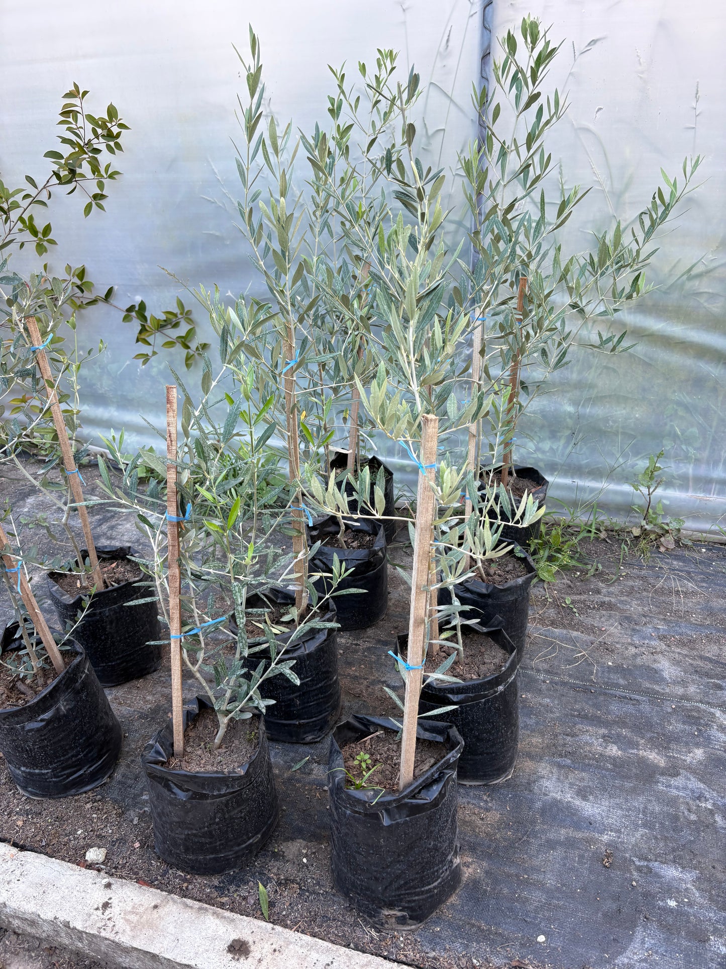 Olivo – El árbol milenario que decora con elegancia