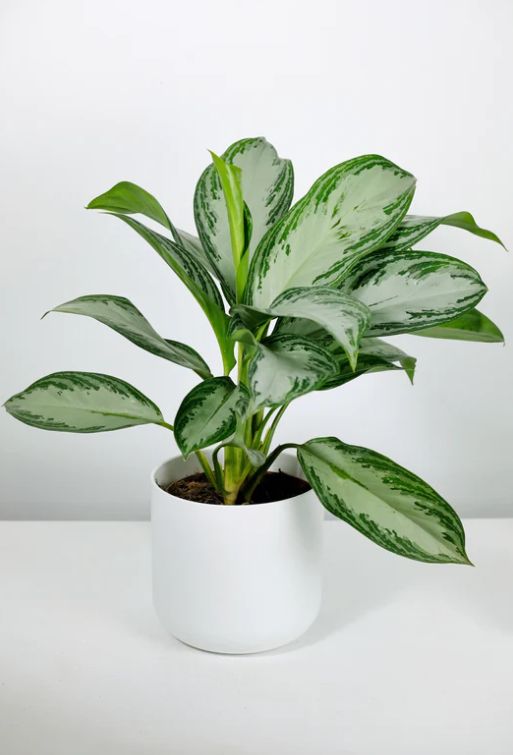 Aglaonema Creta - Estilo para interiores