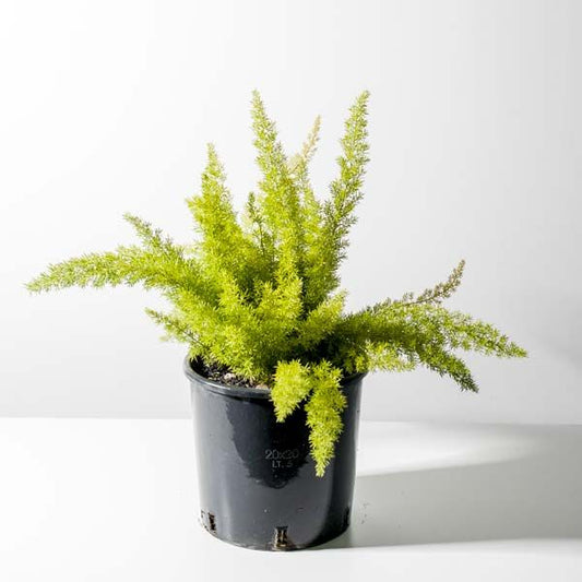 Espárrago Meyeri – Verde elegante y textura delicada