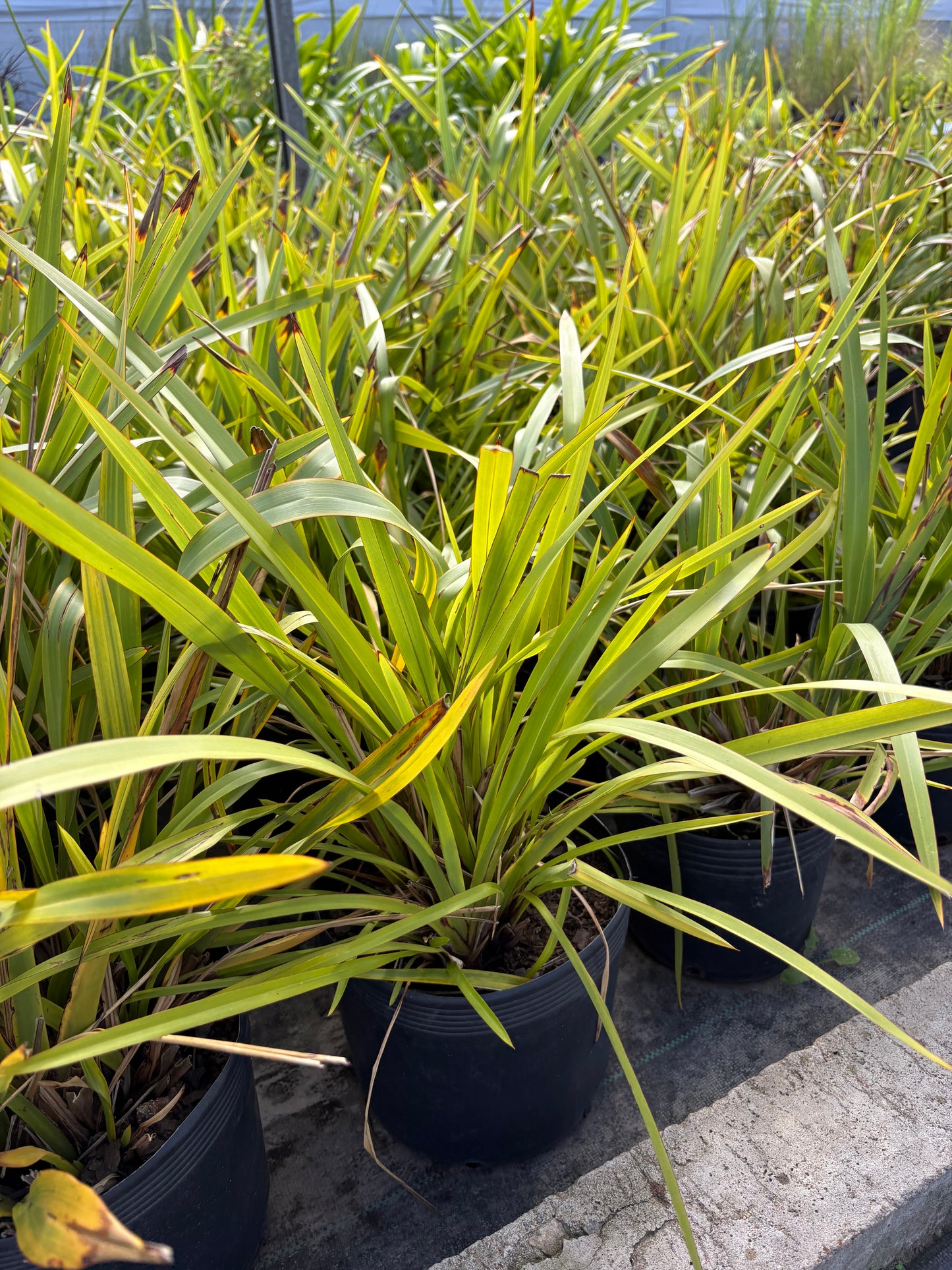 Formio Verde Enano – Planta Ornamental de Exterior