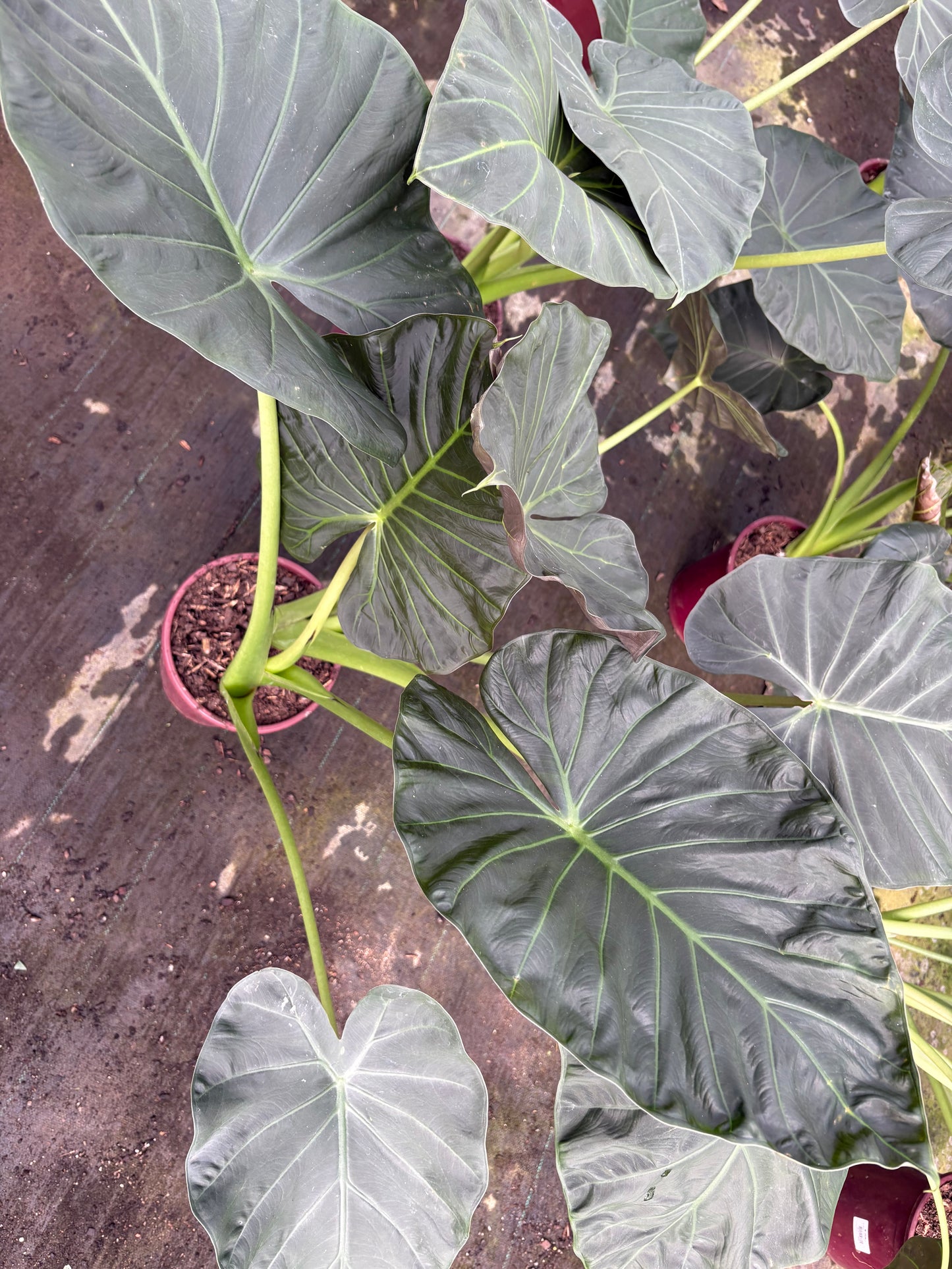 Alocasia Regal Shield – Planta de Interior XL de Hojas Grandes