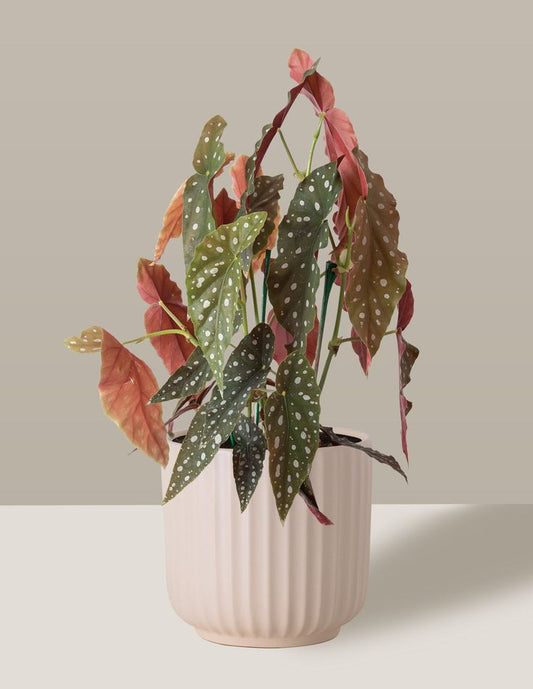Begonia maculata - Planta exótica