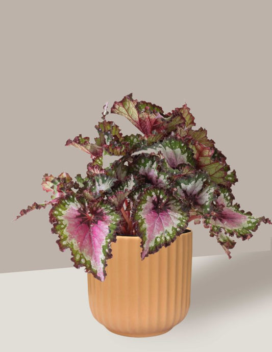 Begonia Rex – Hojas que parecen arte