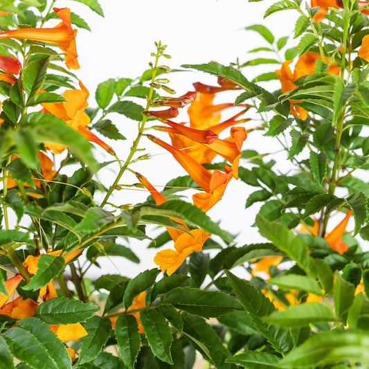 Trompeta del fuego