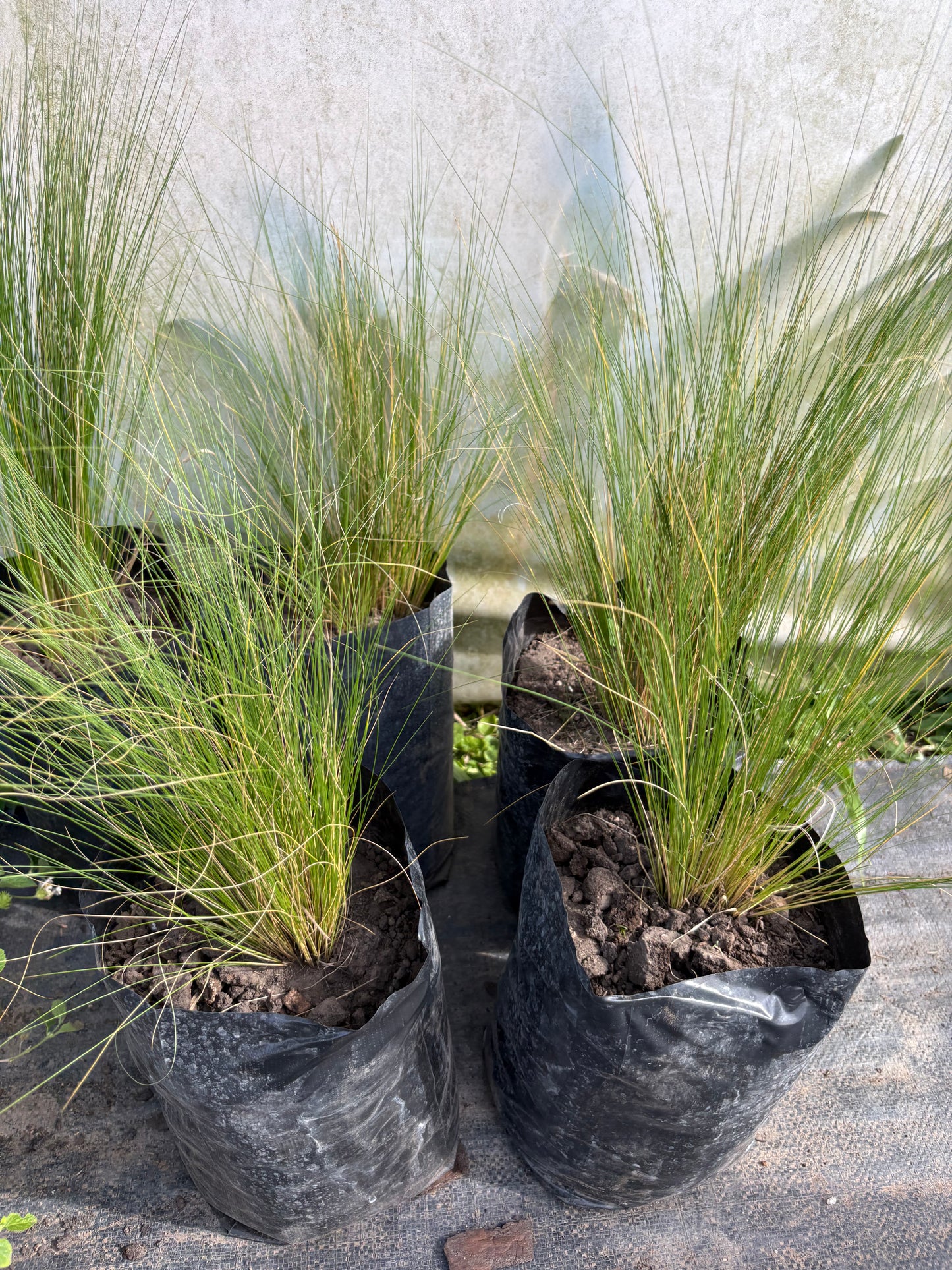 Stipa Tenuissima – Planta Ornamental de Exterior (Pasto Pluma)