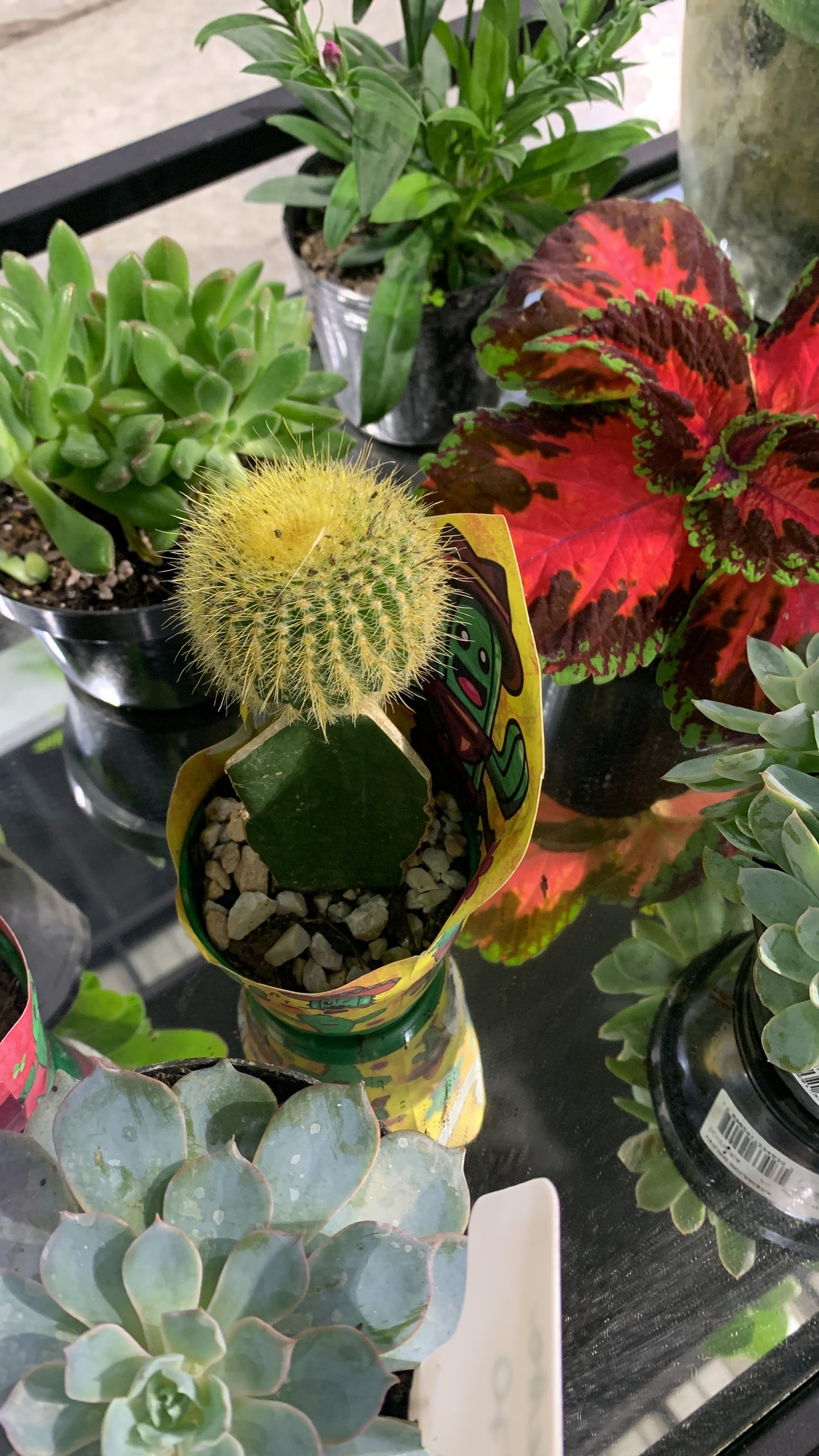 Cactus Injertado Chico – Cactus de Interior Decorativo