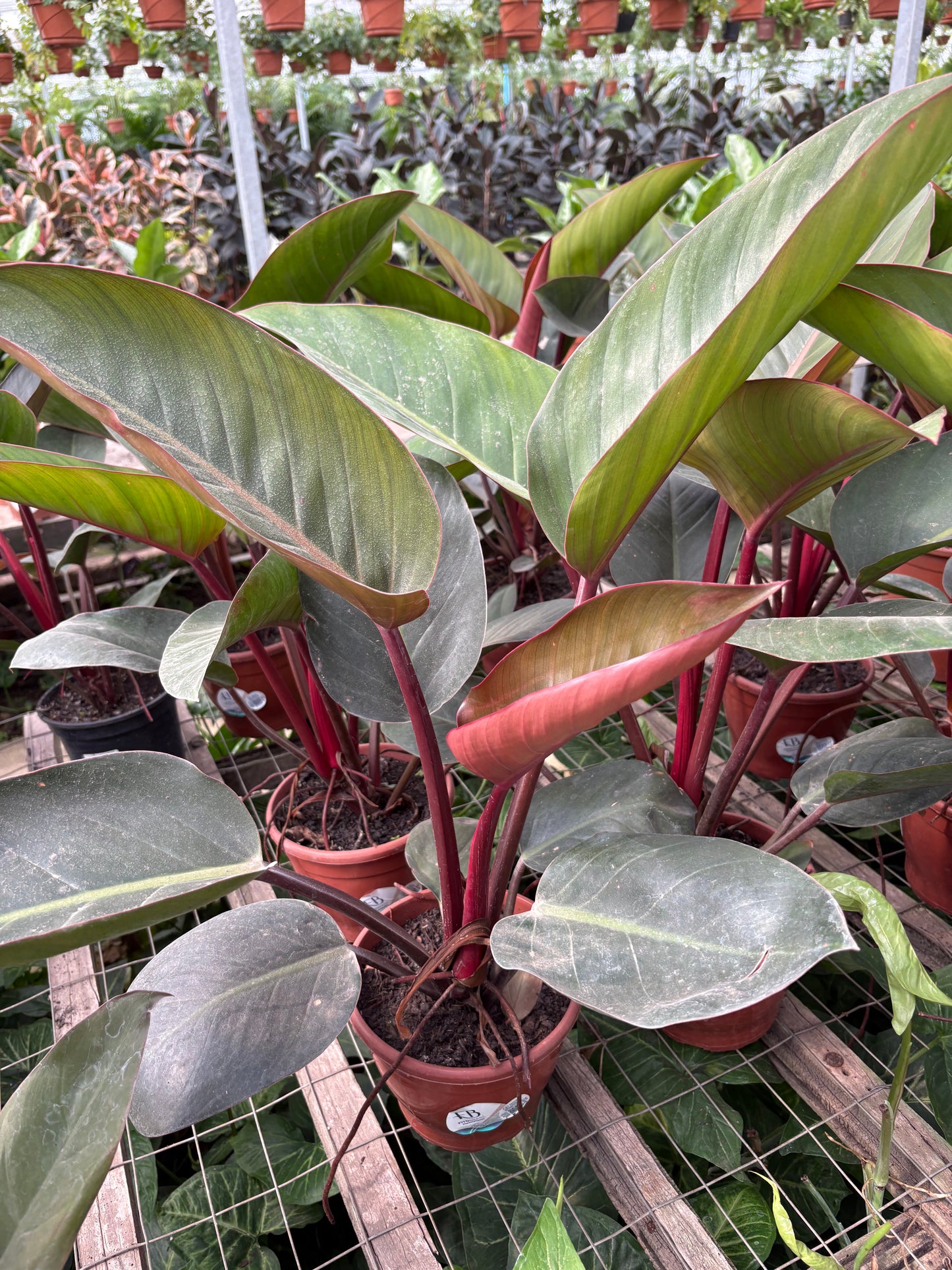 Philodendro Rubra – Planta de Interior Tropical