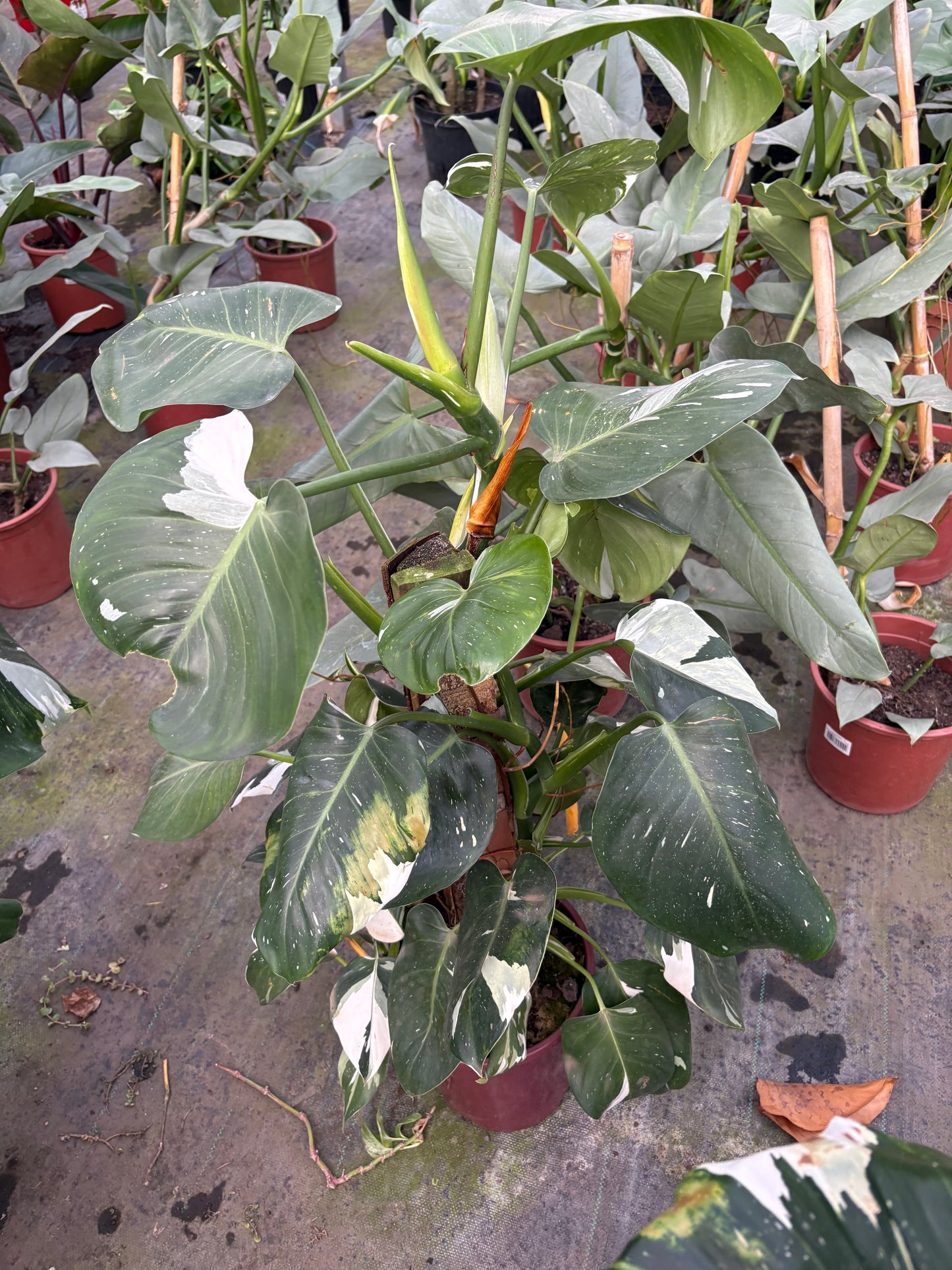 Philodendro White – Planta de Interior Variegada