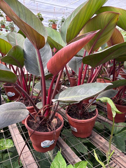 Philodendro Rubra – Planta de Interior Tropical