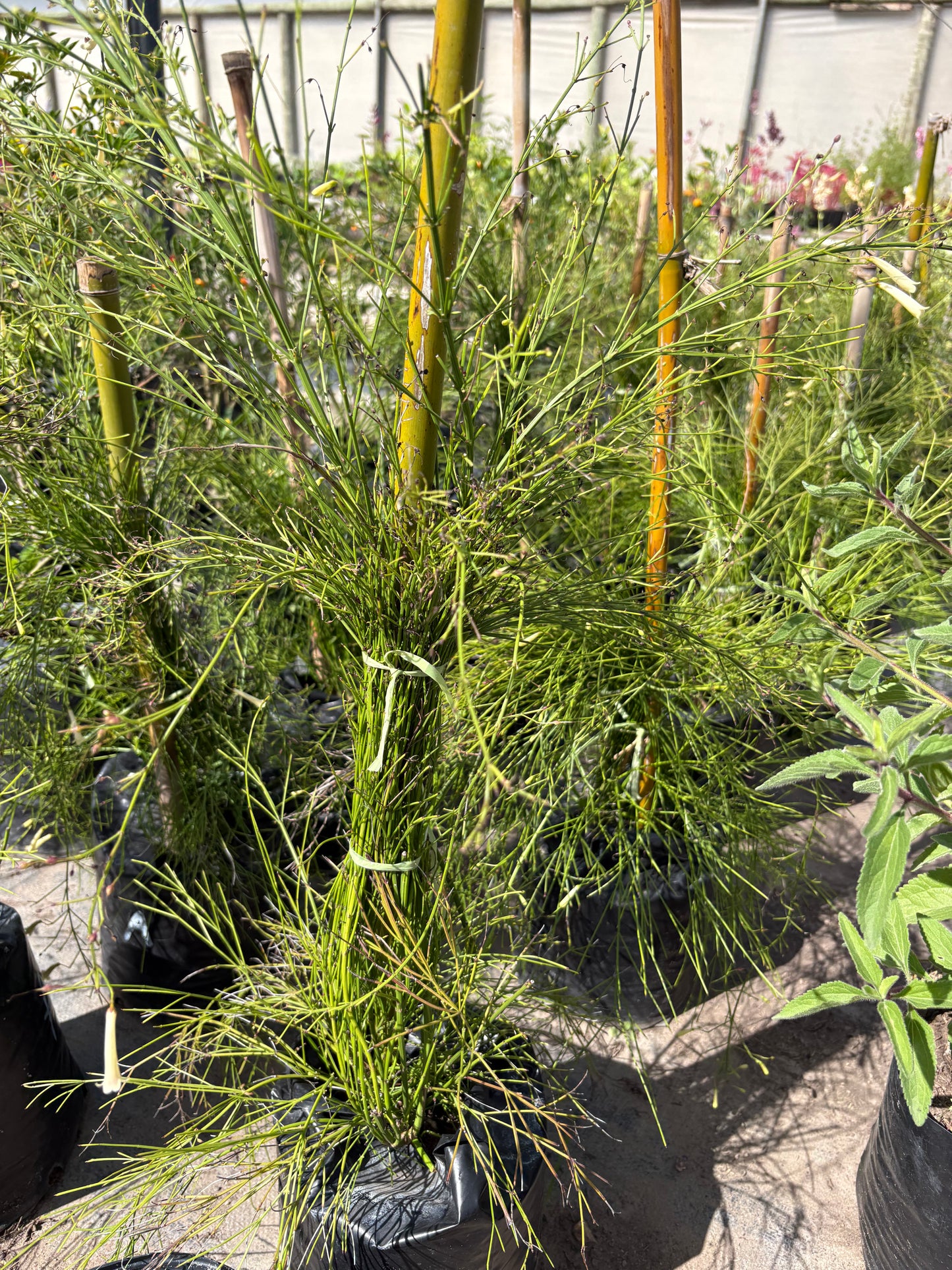 Russelia – Planta de Exterior con Flor (Lluvia de Coral)