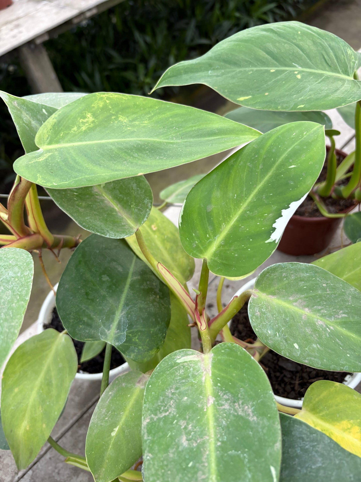 Philodendro White – Planta de Interior Variegada