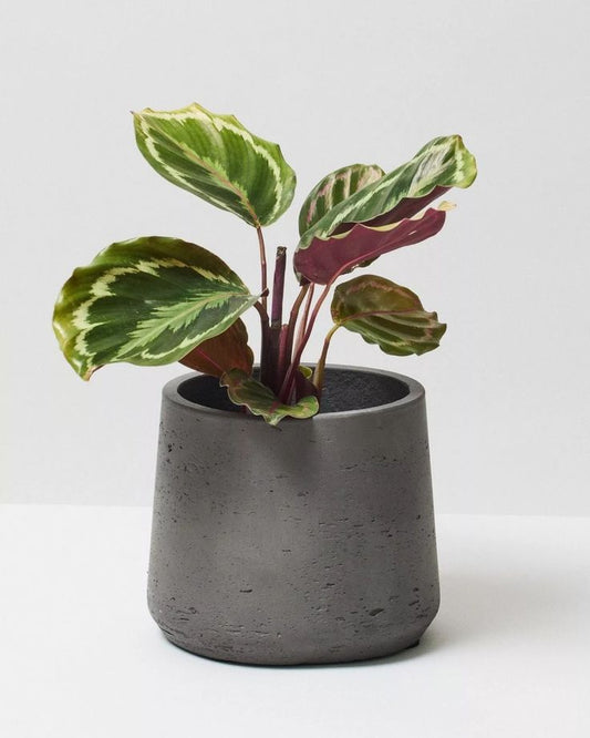 Calathea Medallion – Follaje artístico que cobra vida
