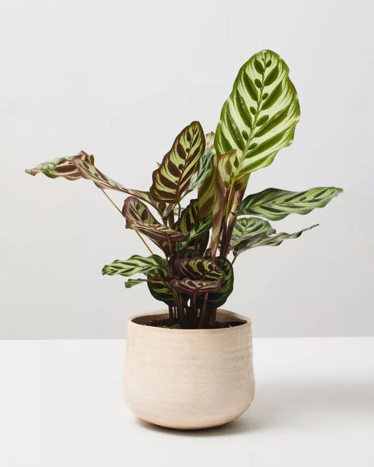 Calathea Ornata – Rayas rosas en hojas de terciopelo verde