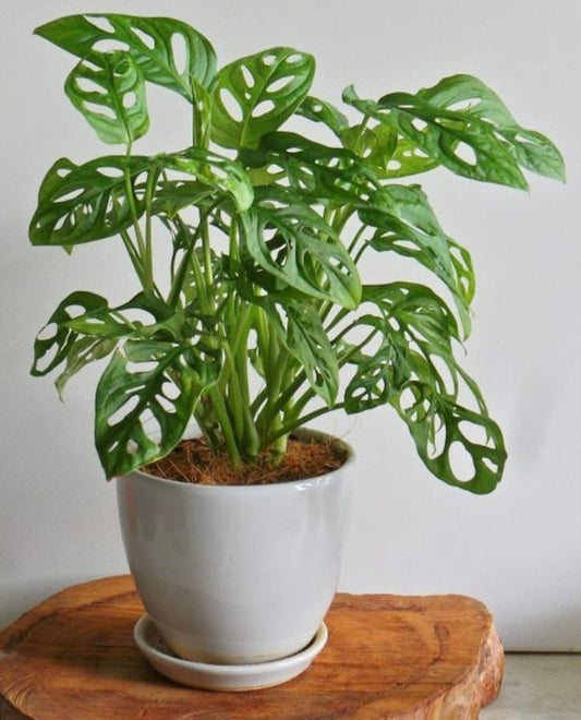Monstera Adansoni