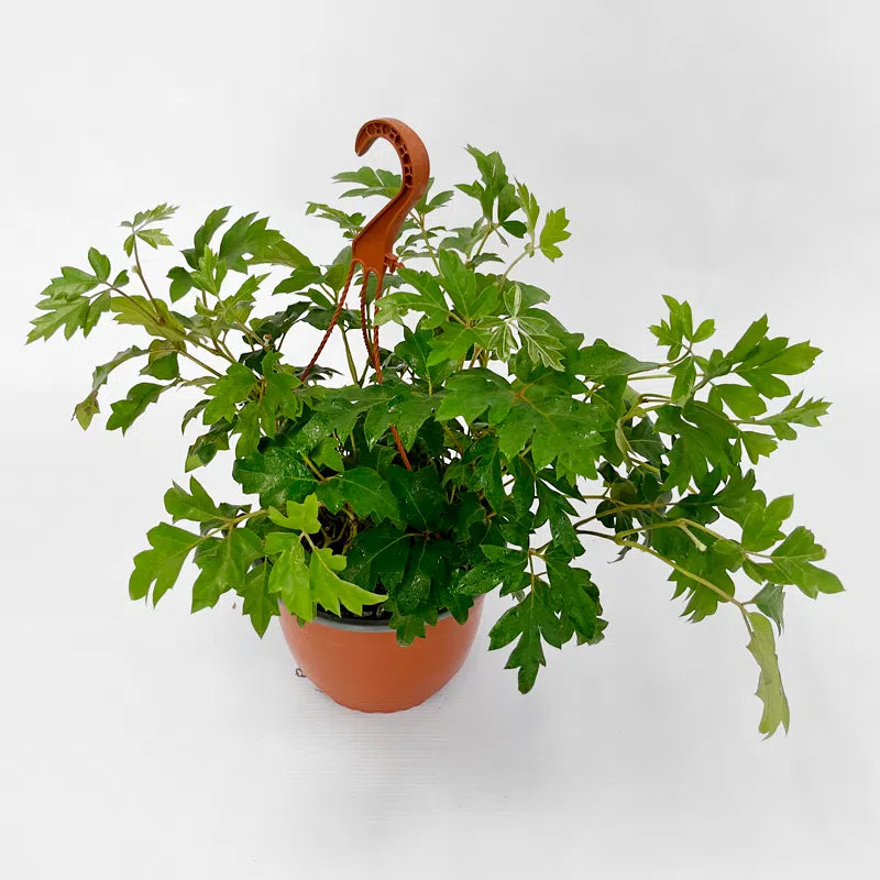 Cissus – La colgante todoterreno