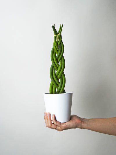 Sansevieria Cylindrica Trenzada – Diseño natural y resistencia extrema