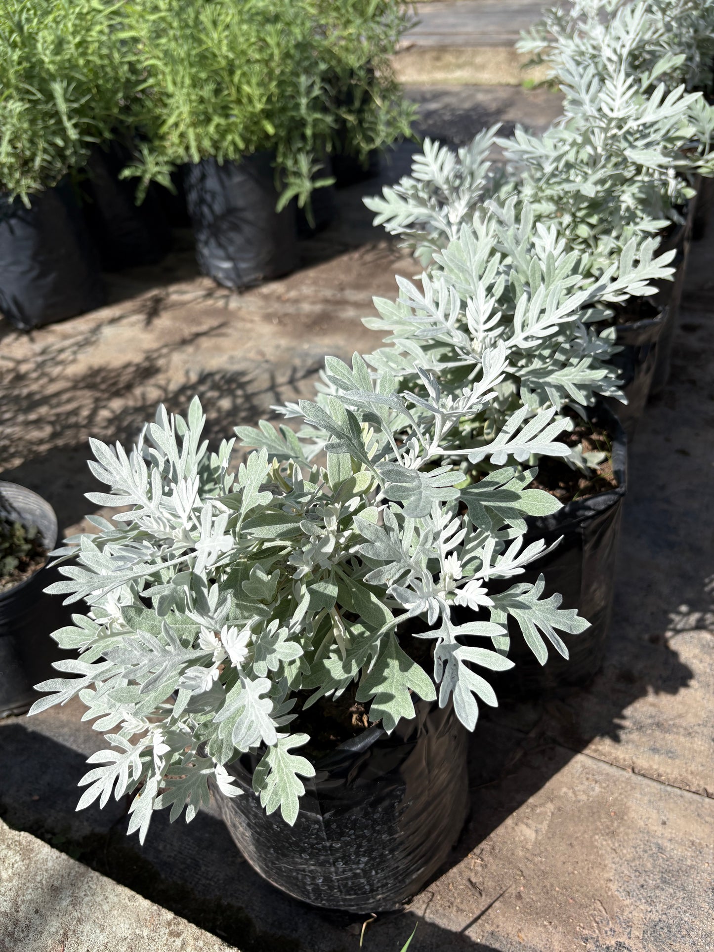 Senecio – Planta de Exterior de Follaje Plateado