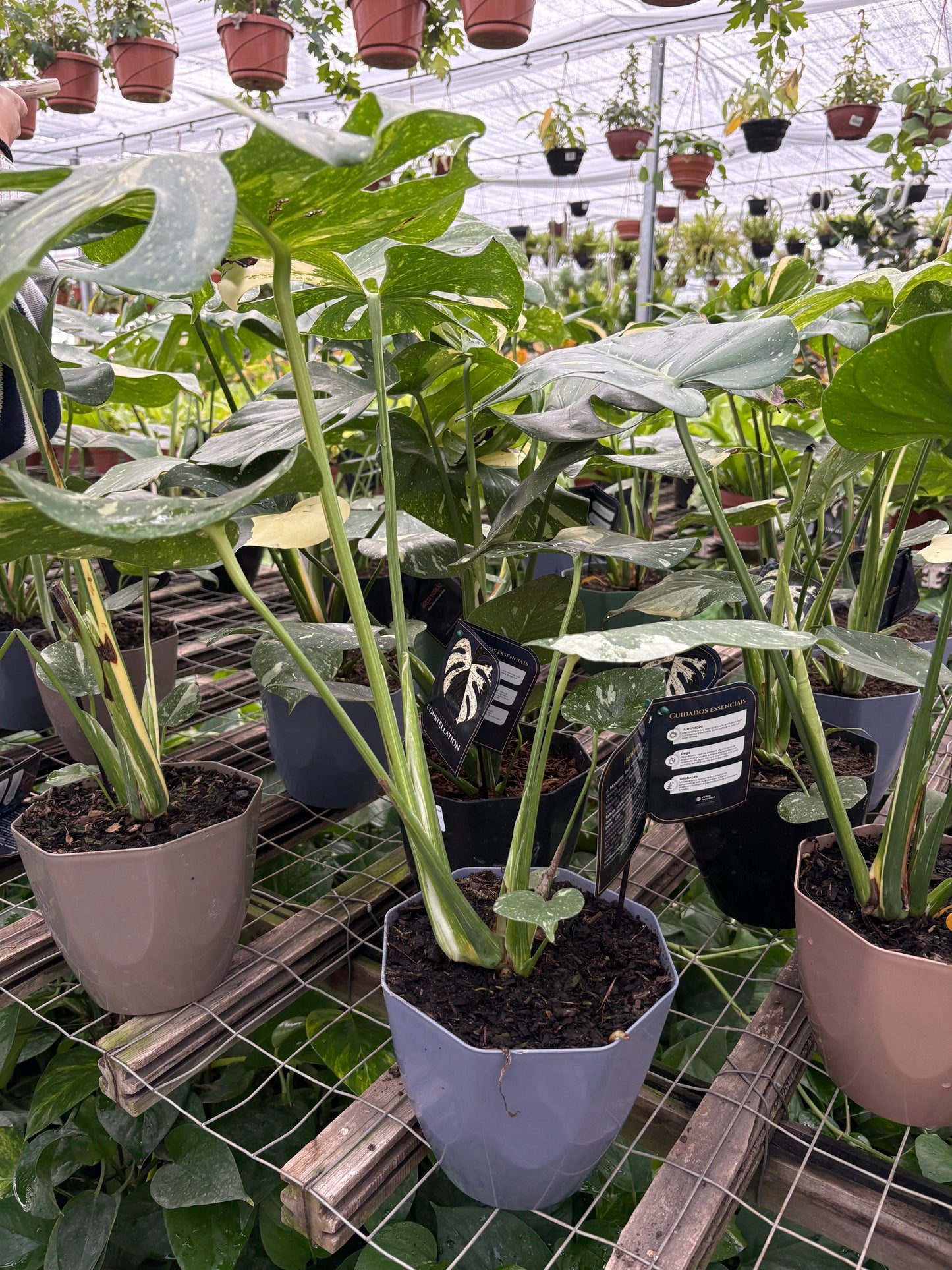 Monstera Variegada – Planta de Interior Premium de Colección