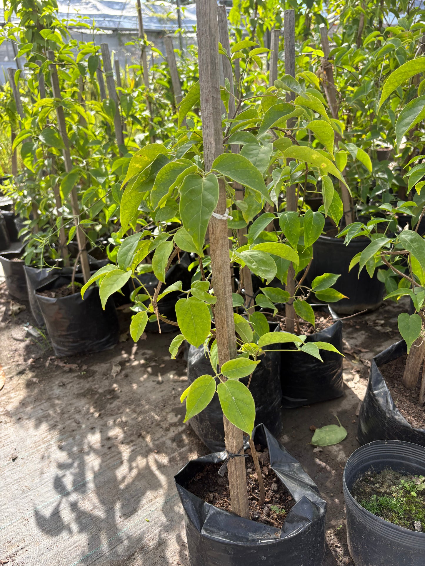 Duquesa de Orleans – Planta de Exterior con Flor