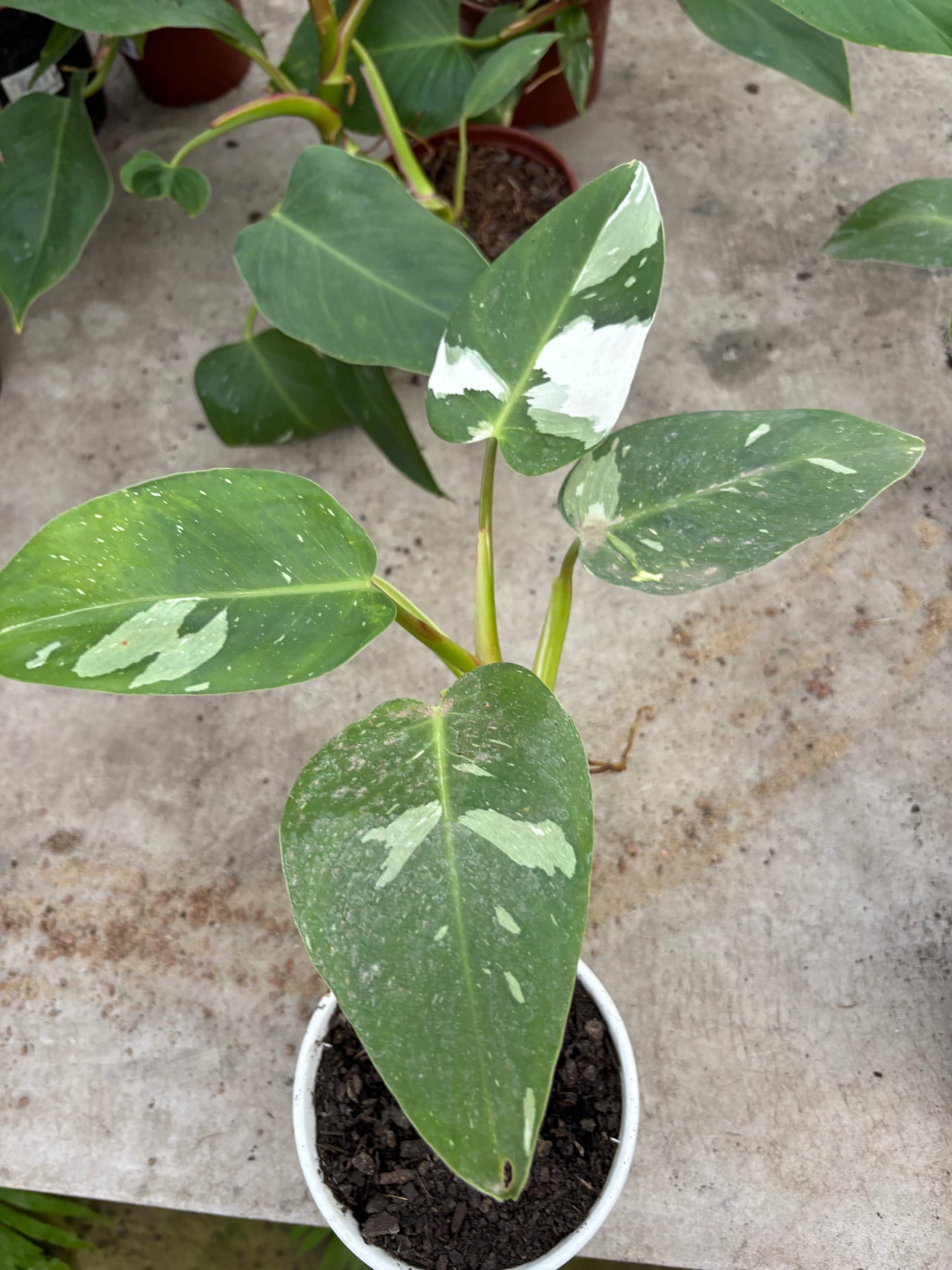 Philodendro White – Planta de Interior Variegada
