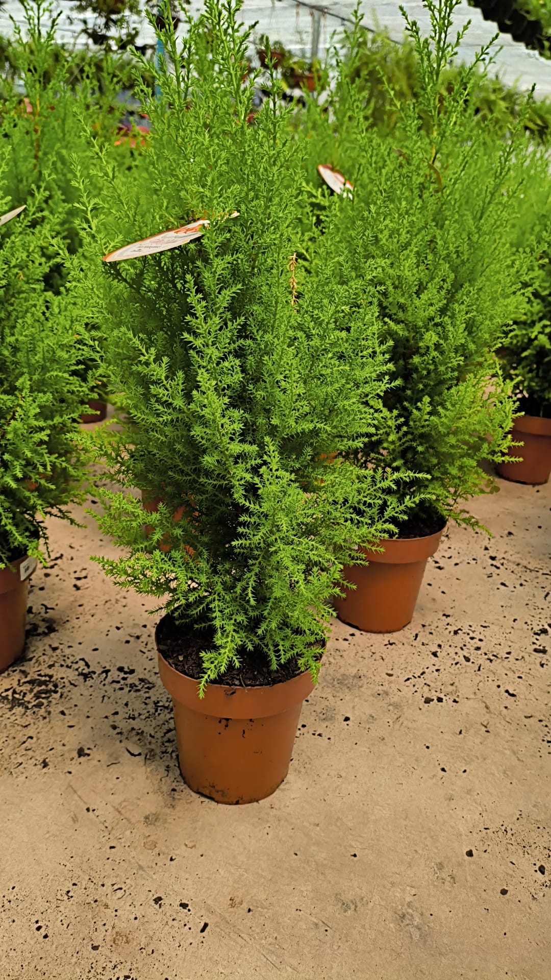 Pino Limón – Verde brillante y aroma cítrico todo el año