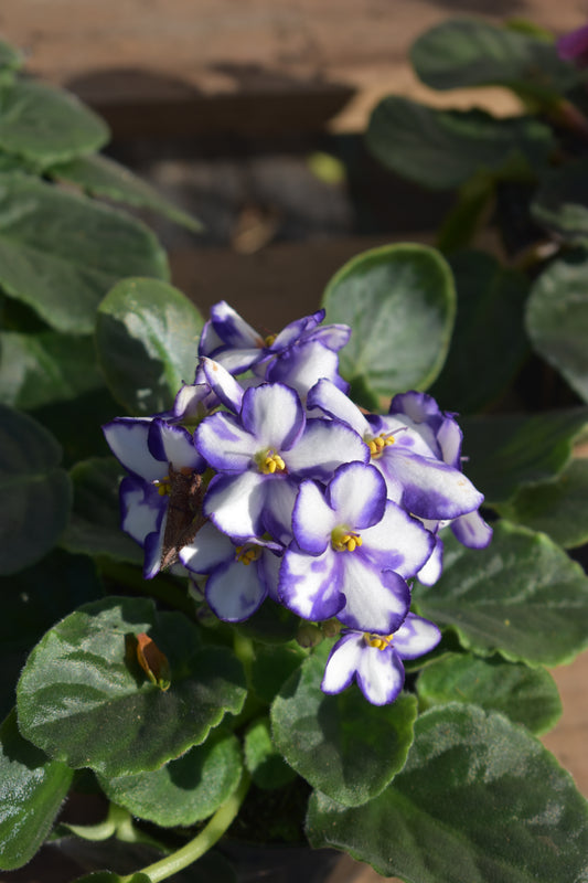 Violeta africana Promo