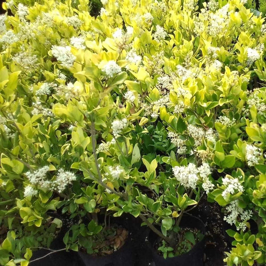 Óleo Texana (Ligustrum japonicum ‘Texanum’) – Cerco vivo resistente y prolijo
