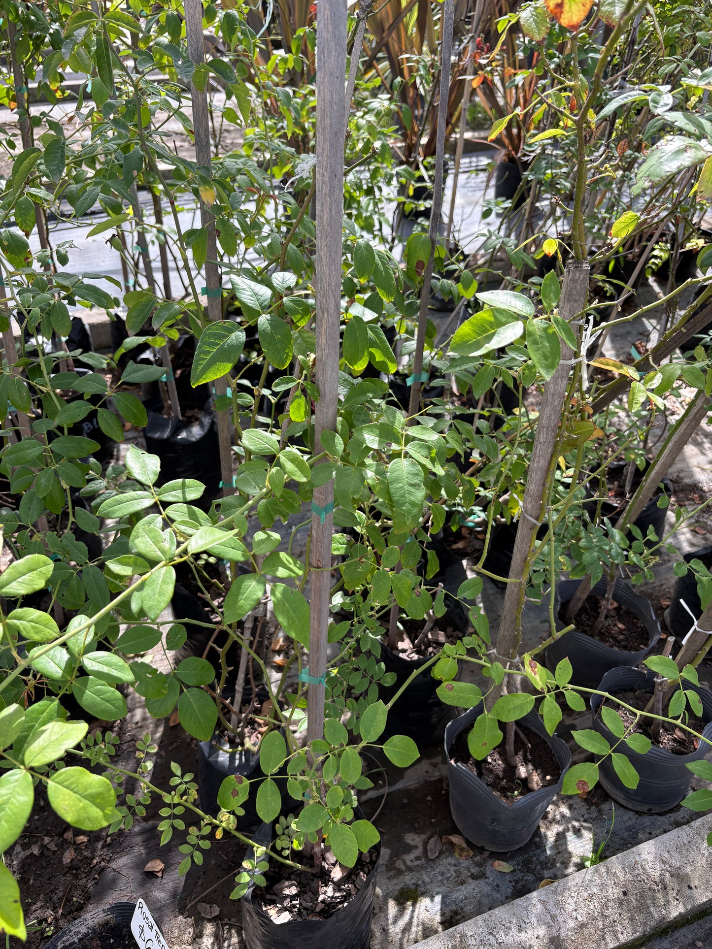 Rosal Trepador – Planta de Exterior con Flor