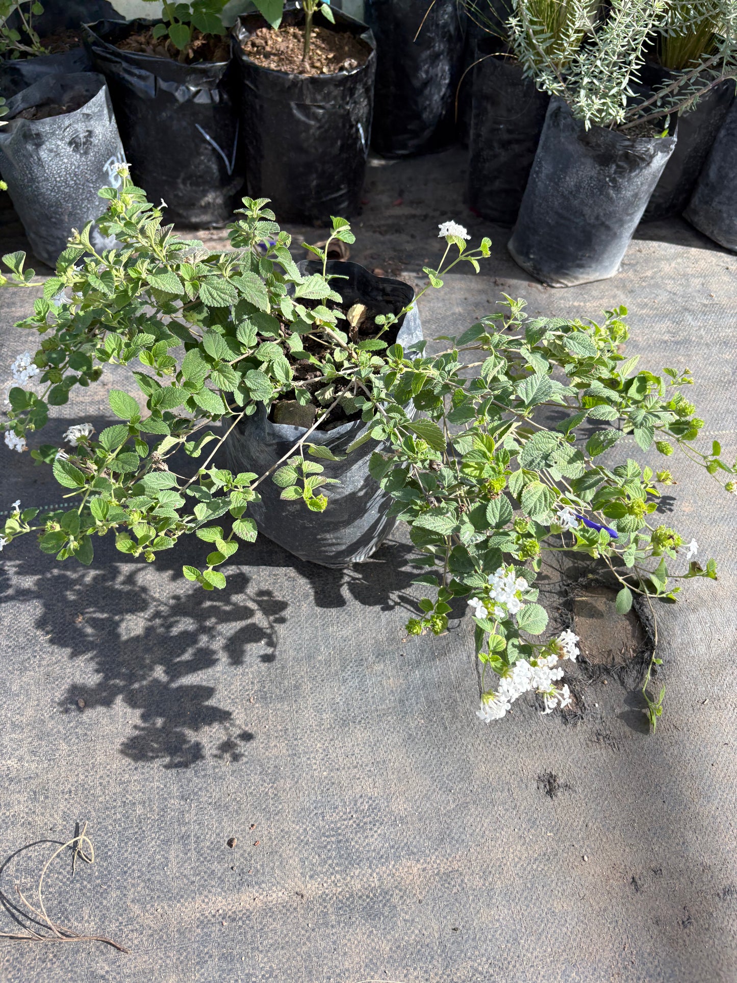 Lantana – Planta de Exterior con Flor