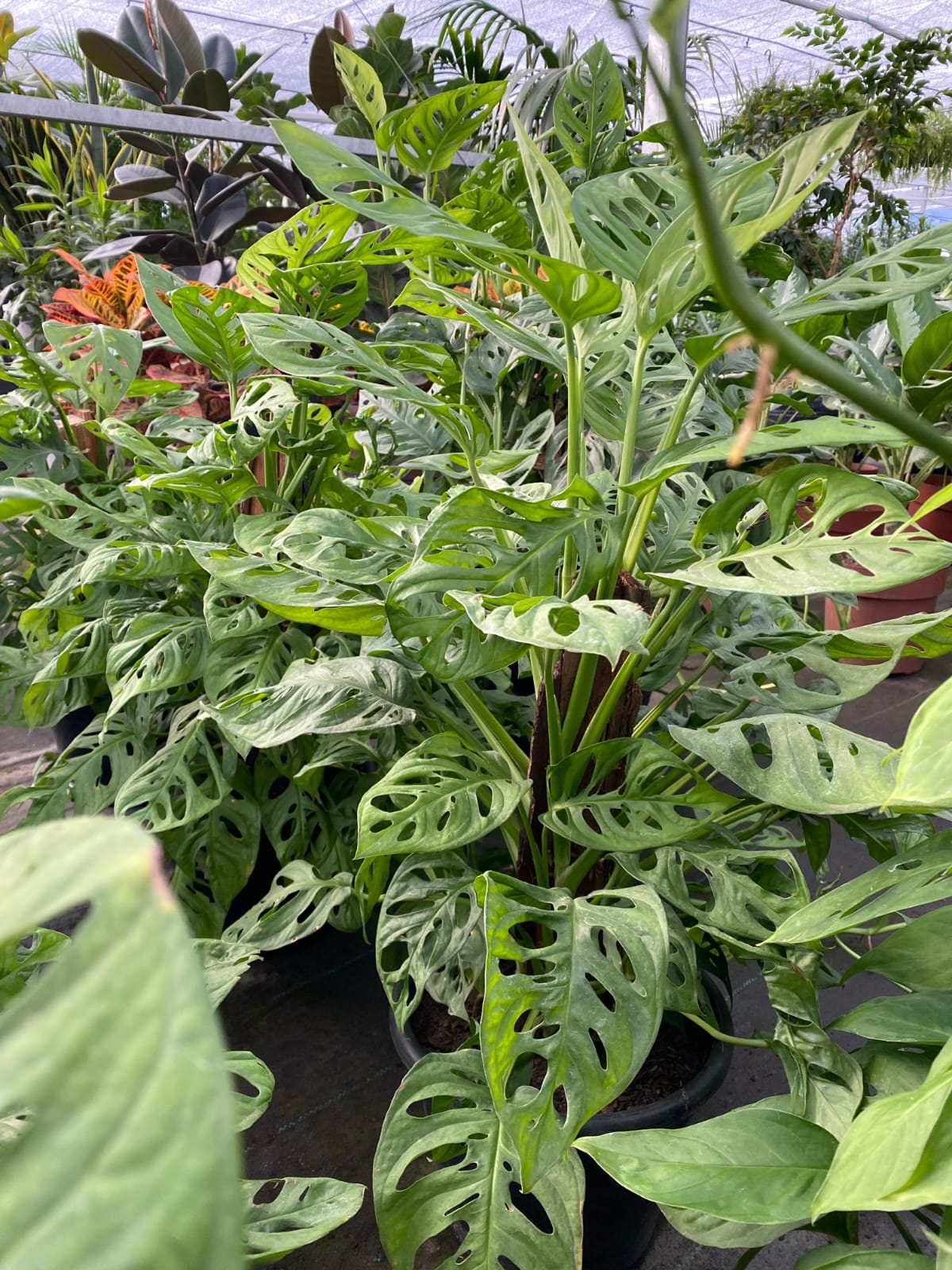 Monstera Adansoni