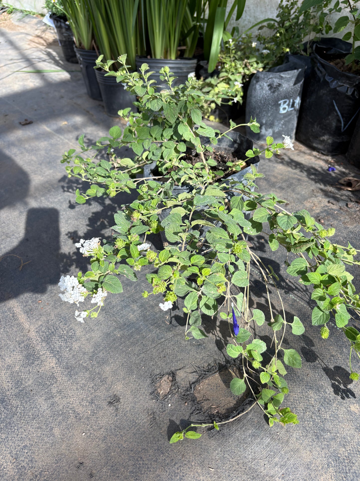 Lantana – Planta de Exterior con Flor