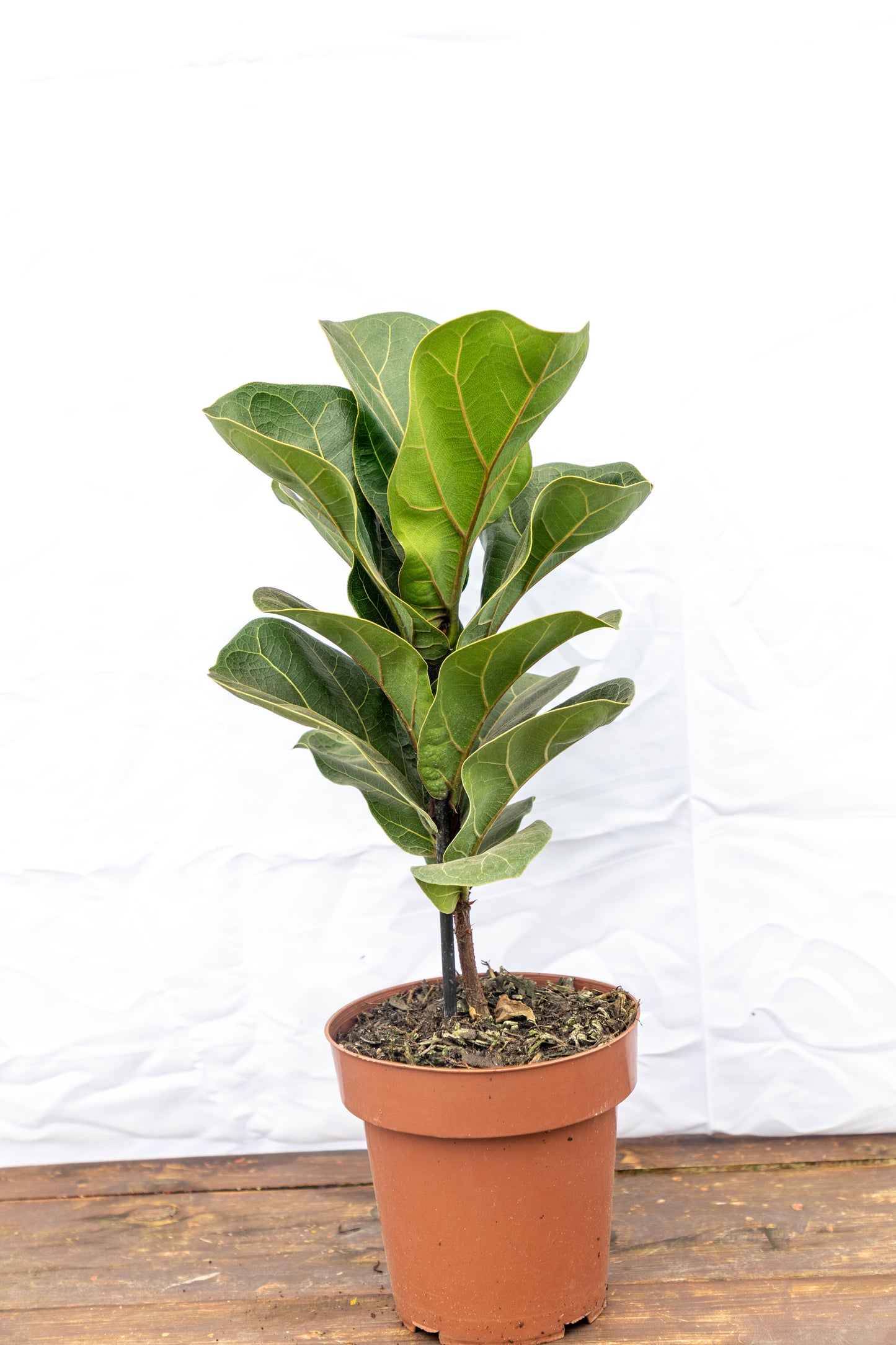 Ficus Lirata – La planta estrella del diseño interior