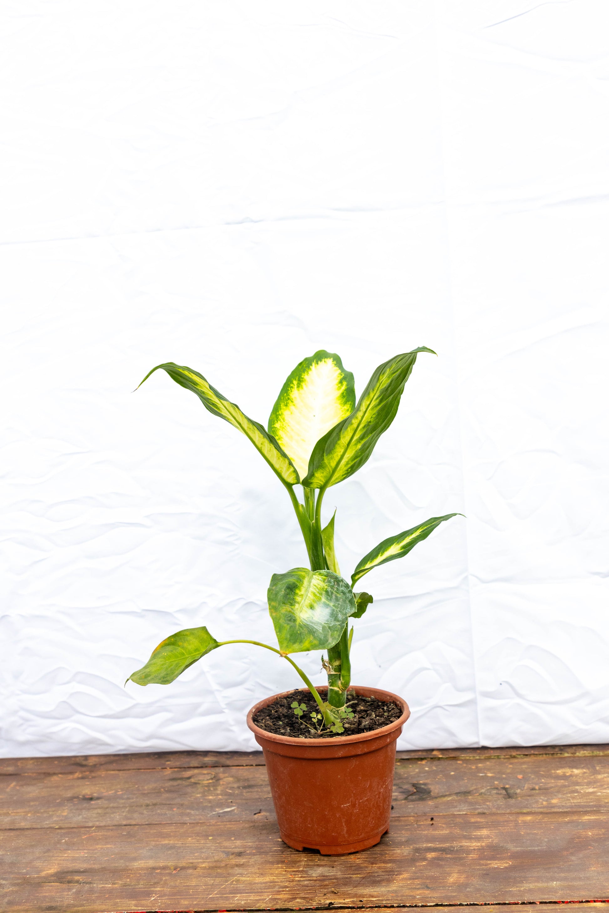 dieffenbachia hojas amarillas Dieffenbachia Camila – hojas impactantes – Roble