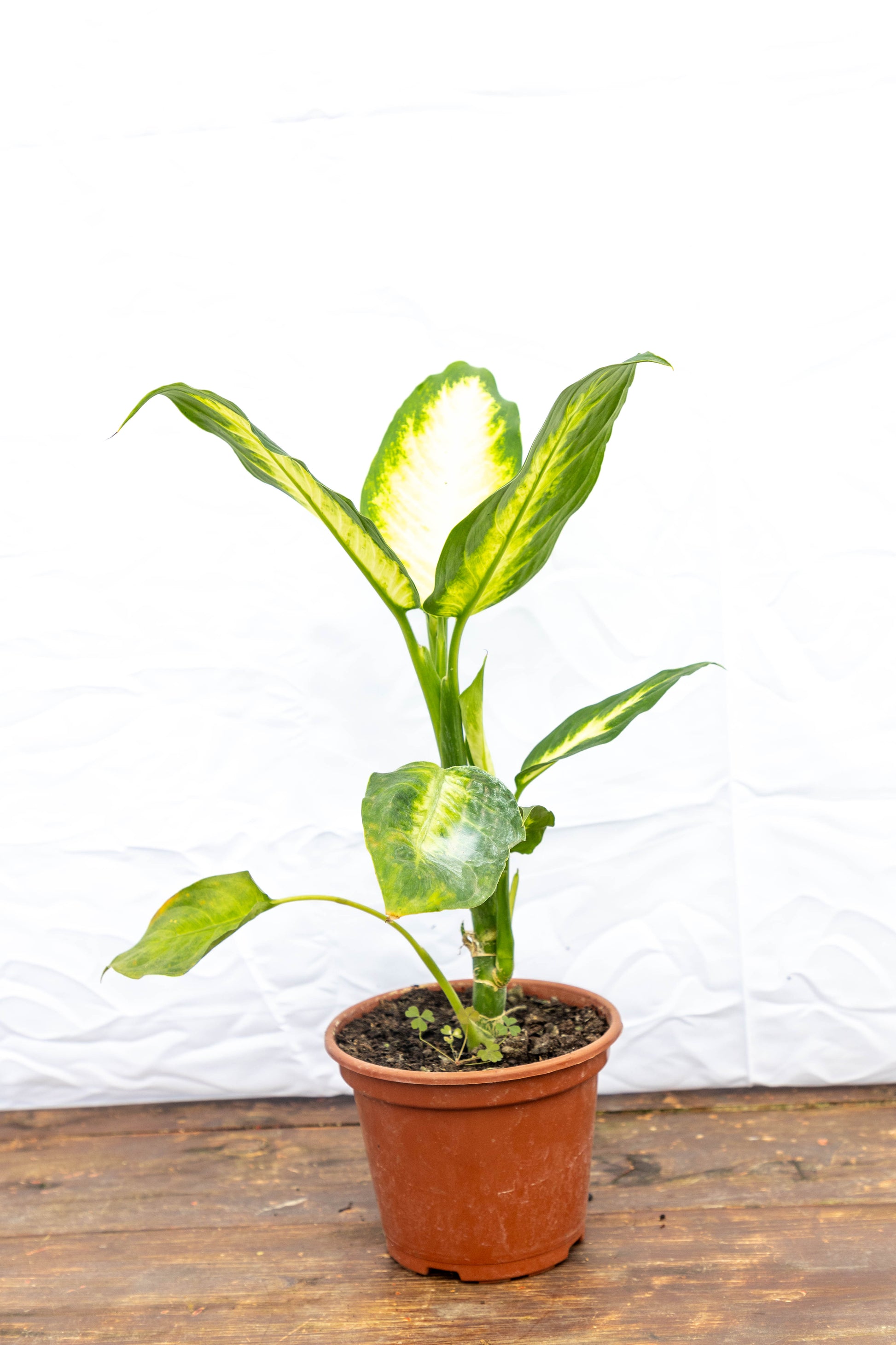 dieffenbachia camilla cuidados Dieffenbachia Camila – hojas impactantes – Roble