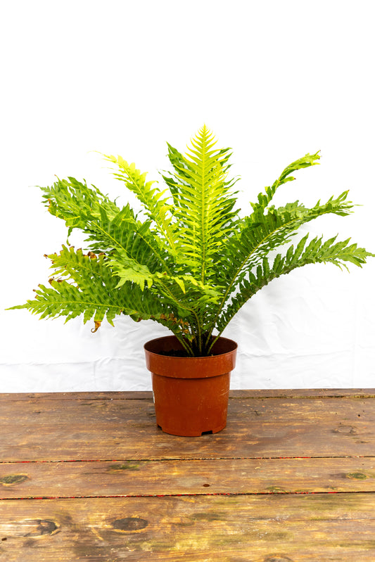 Helecho Árbol – Majestuosidad verde para tus espacios