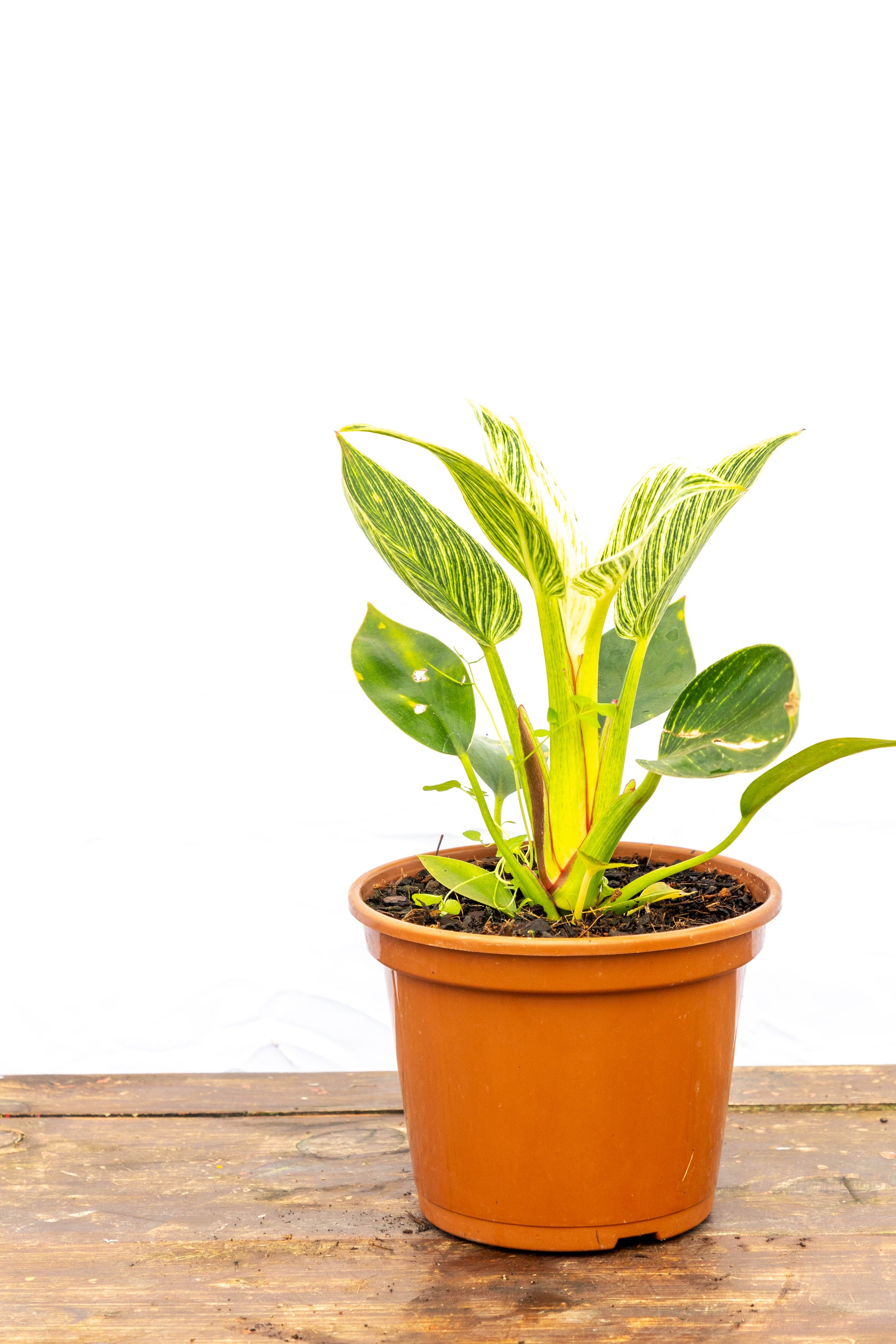 philodendron birkin cuidados Philodendron Birkin – Elegancia única en cada hoja – Roble
